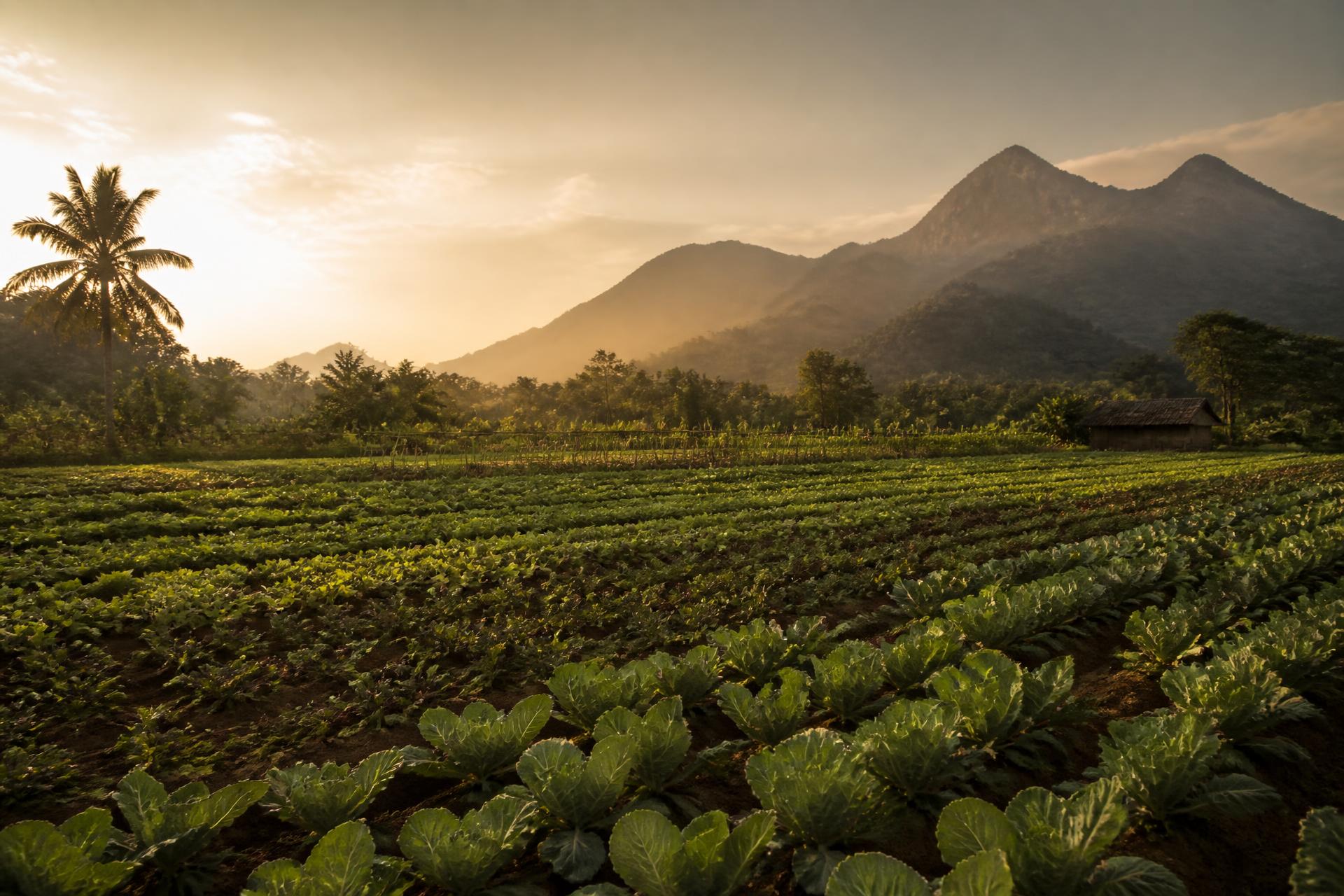 Kanira partner farm at golden hour